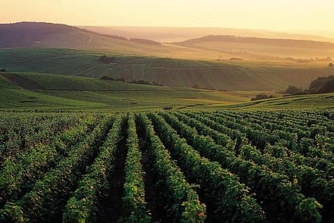 One day in Champagne Private Tour
