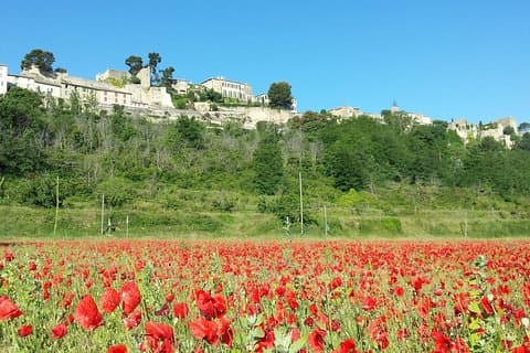 Poppys fields
