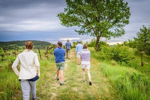 Foraging in Provence