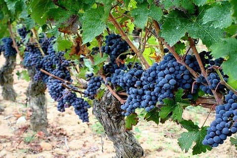 Loire Valley vineyard