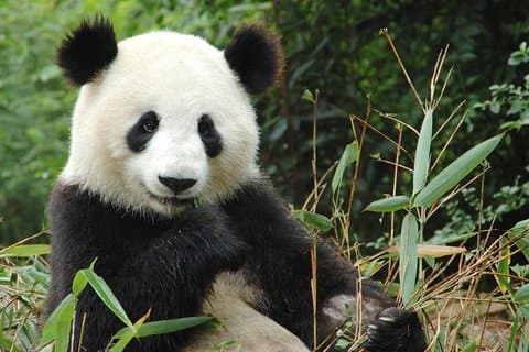 Beauval Zoo - Transportation Private Trip