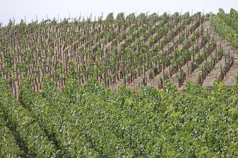 Private Half Day Champagne Tour – 3 Family Vineyard Visits