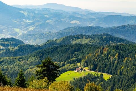 Black Forest