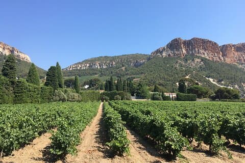 vines in Cassis