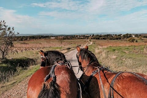 Carriage rides, Pays de Sommières