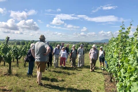 Discovery Vineyard