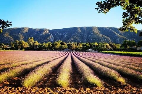 Full day Lavender tour from Avignon