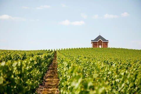Private 10 hours Tour to the Champagne Wineries from Paris