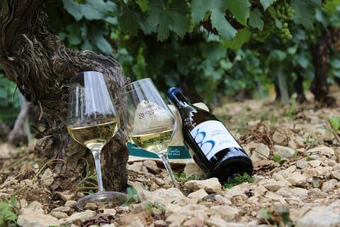 Wine Getaway with Tasting in the Chablis Vineyard
