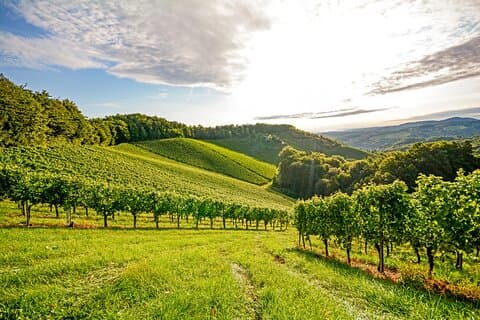 Full-Day Private Rhône Valley Wine Tour Experience from Lyon