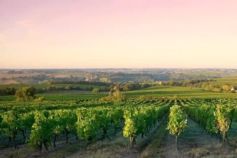 Vines in Burgundy