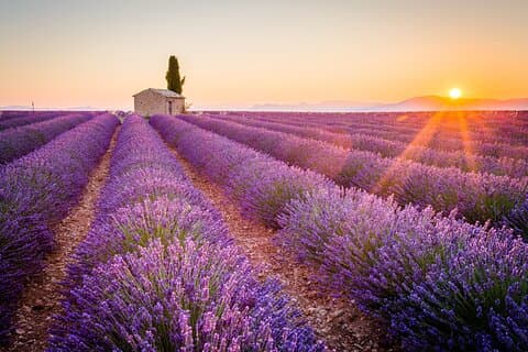 Lavender Fields and Verdon Gorge Private Tour from Nice