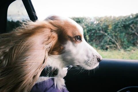 Private van transfer from Paris to London with pet