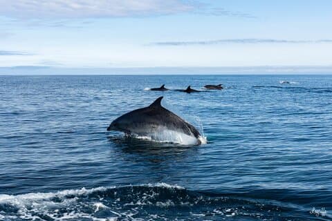Common dolphins