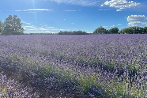 lavender fields in the Valencole plateau