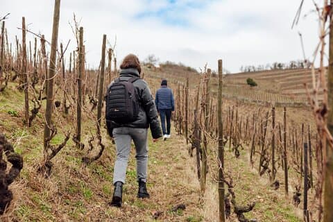 Hiking in the vineyard