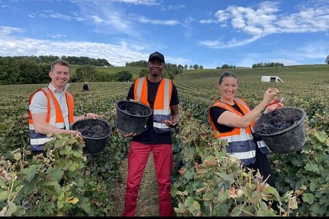 Half Day Grape Harvest Experience with Tasting in Epernay