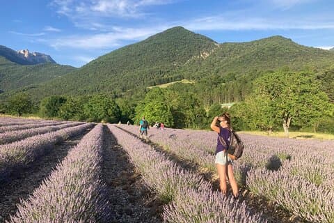 Guided family hike through the flowering fields DE lavender EN Vercors, Check-out DE Distillerie des 4 Vallées.