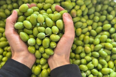 From olive to plate