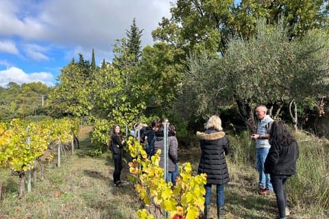 Visit of the Olive grove and tasting in Cotignac