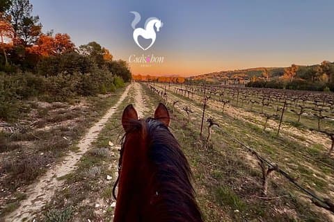 Horseback riding in Provence