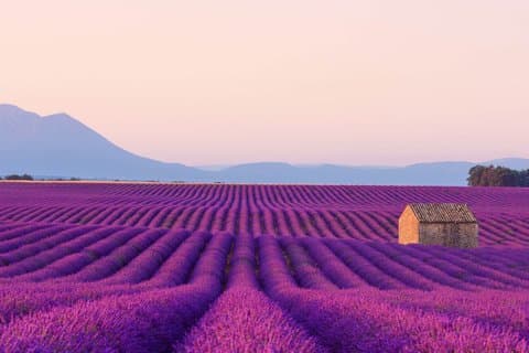 From Nice or Cannes Provence Lavender Fields and Verdon Tour
