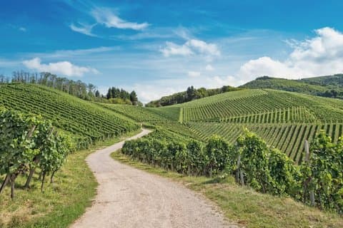 Local Craft Guide: Vineyard Tour, Winery & 6 Wines - Ammerschwihr