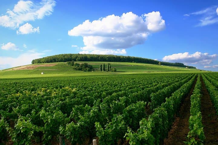 vineyards