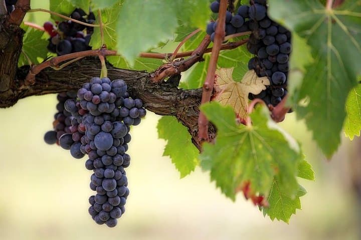 Syrah - Shiraz Grape - Rhône Valley