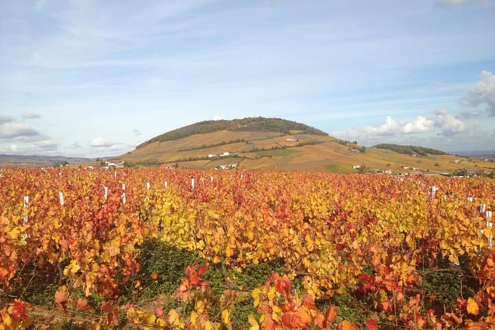 Beaujolais Crus Wines & Castles (9:00 am - 1:30 pm) - Small Group Tour from Lyon