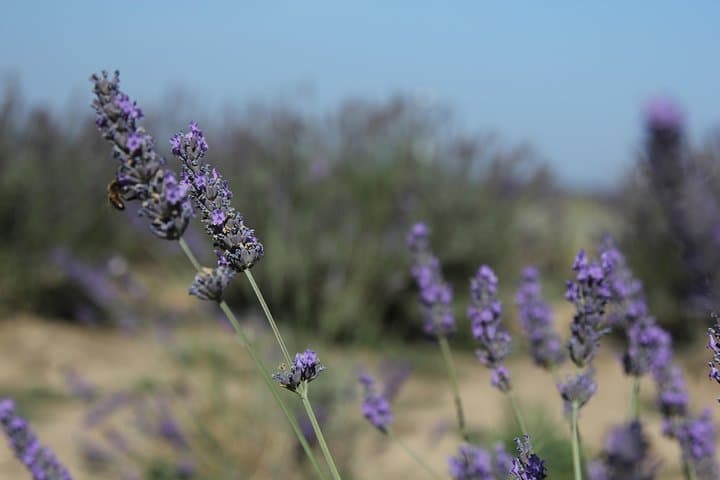 Lavender Tour Sault from Marseille