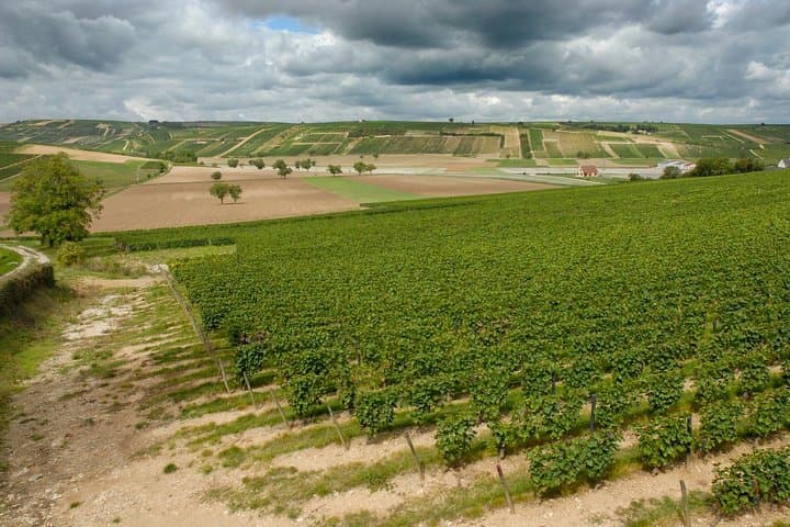 Sancerre & Pouilly-Fumé Wine Tour Goats' cheese tasting