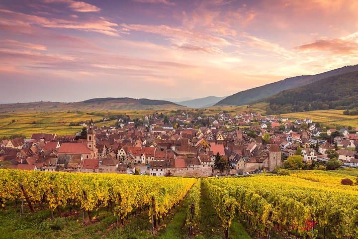 Vineyard
