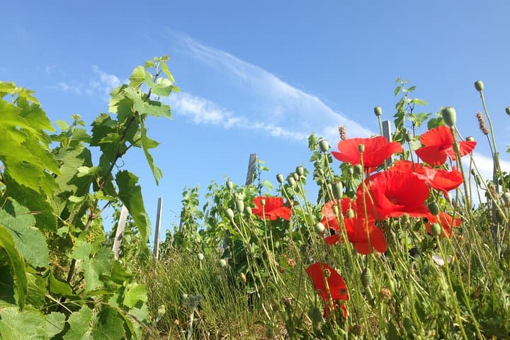 Beaujolais Crus Wines & Castles (9:00 am - 1:30 pm) - Small Group Tour from Lyon