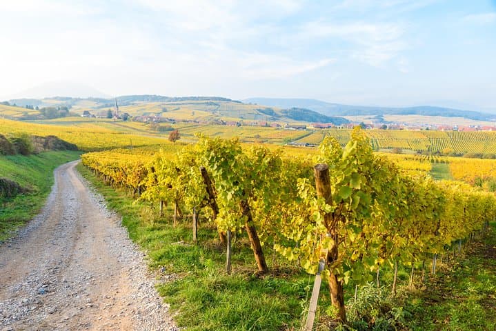 Wine route in Alsace