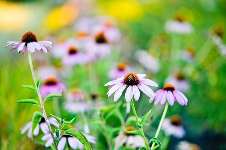 Photo Course - Level 1: Get Out of Automatic Mode!