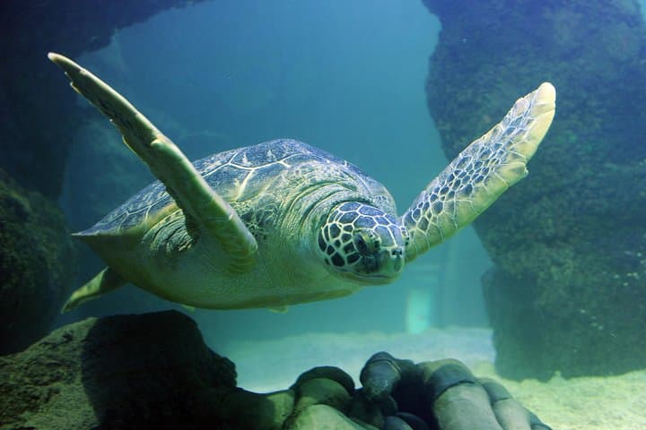 Aquarium SEA LIFE Paris Val d'Europe