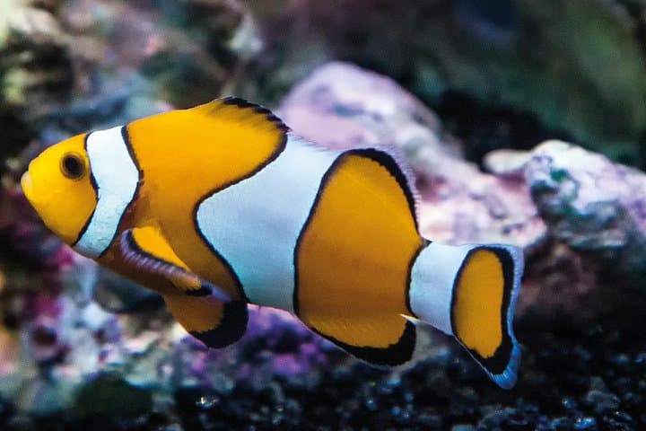 Aquarium SEA LIFE Paris Val d'Europe
