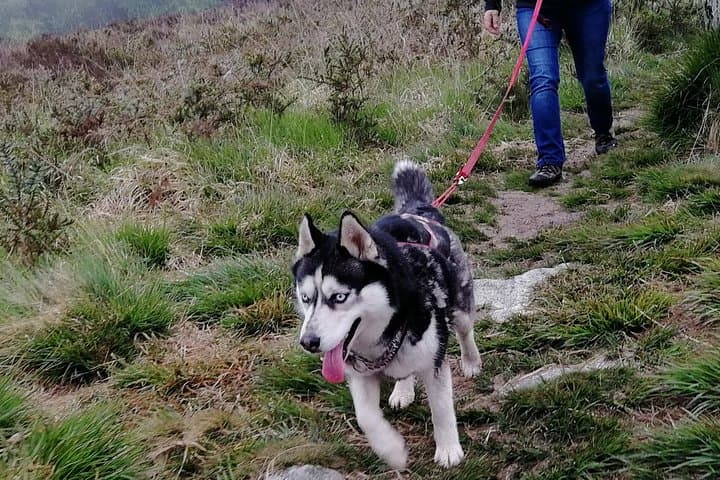 Cani Rando, fun and original hiking, pulled by huskies