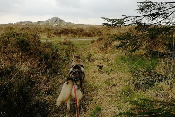 Cani Rando, fun and original hiking, pulled by huskies
