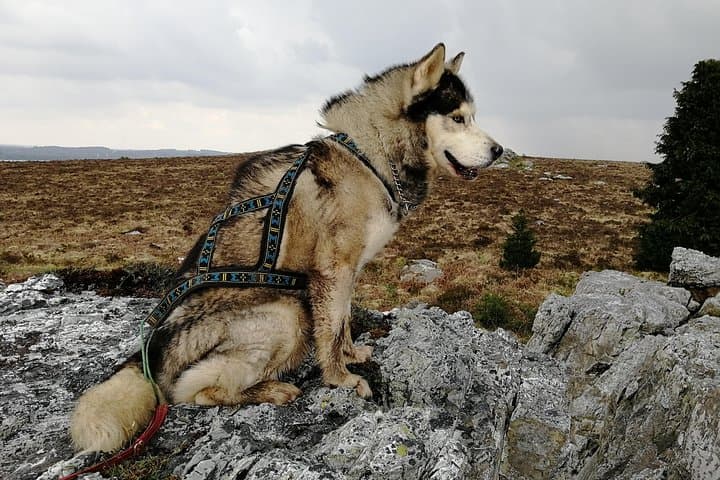 Cani Rando, fun and original hiking, pulled by huskies