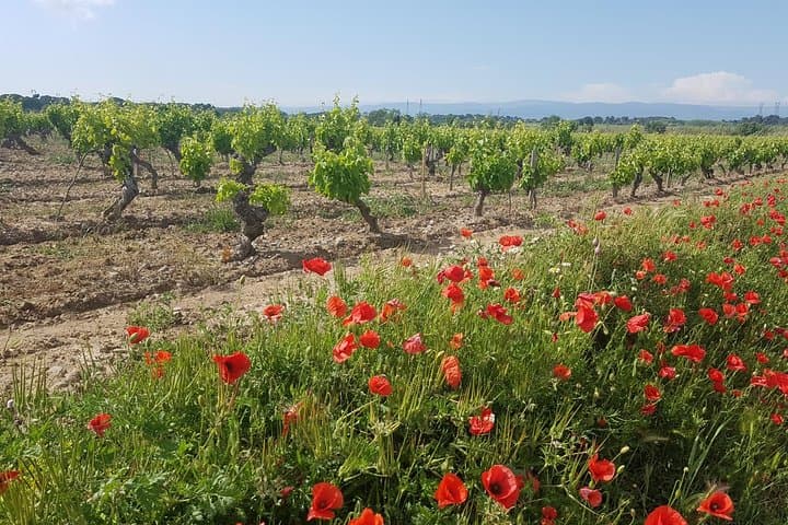 Spring Time in the Vines