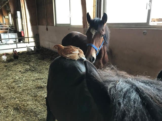 Privilege moment with the foals and the animals of the equestrian center