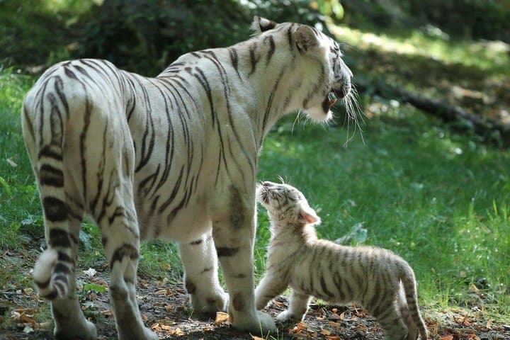 Beauval Zoo - Transportation Private Trip