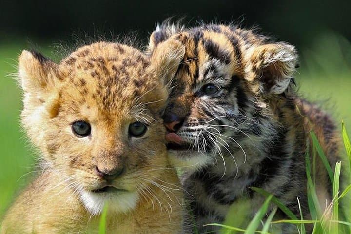Beauval Zoo - Transportation Private Trip