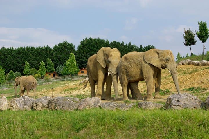 Beauval Zoo - Transportation Private Trip