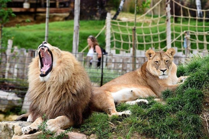 Beauval Zoo - Transportation Private Trip