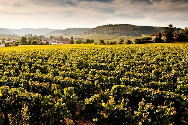 Luxury Luxury Wine Tour Experience