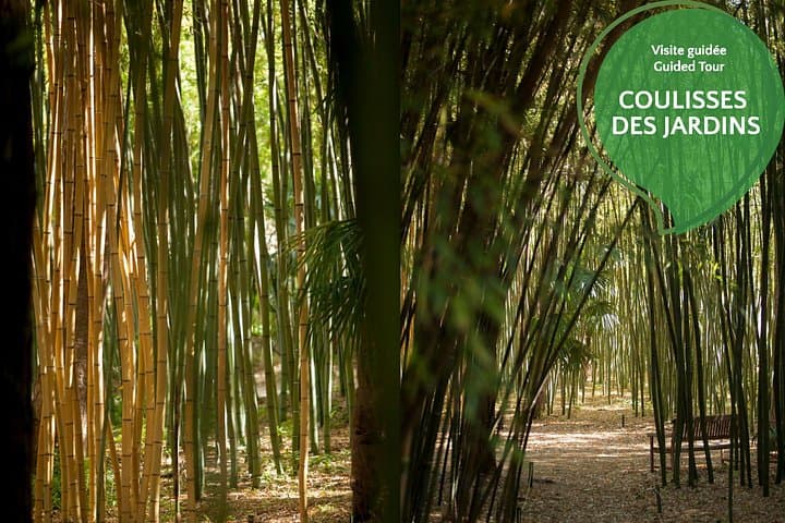 The Bamboo forest
