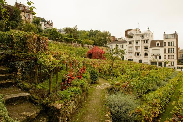 Montmartre Vineyard by Son of Groucho